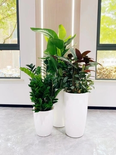 了解鄞州盆景出租方案，让空间瞬间焕新！